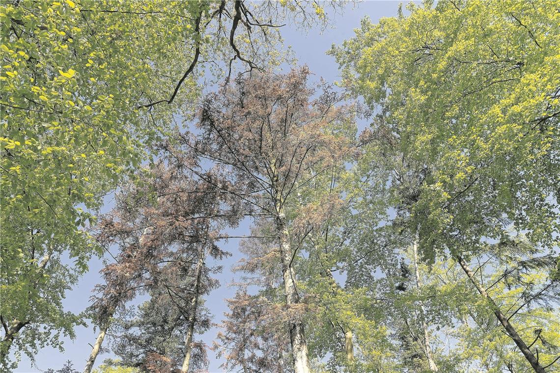 Trockenheit und Schadinsekten setzen Wäldern zu Murrhardt - Fornsbach - Büchelberger StraßeTannensterben, Hitze und Borkenkäfer - Mit Förster Dieter Seitz und Tobias Horwath vomn Kreisforstamt nördlich von Fornsbach im (Privat-)wald - Foto: Jörg Fiedler - © Copyright Jörg Fiedler, Veröffentlichung nur gegen Honorar zzgl. Mehrwertsteuer, Urhebernachweis und Belegexemplar