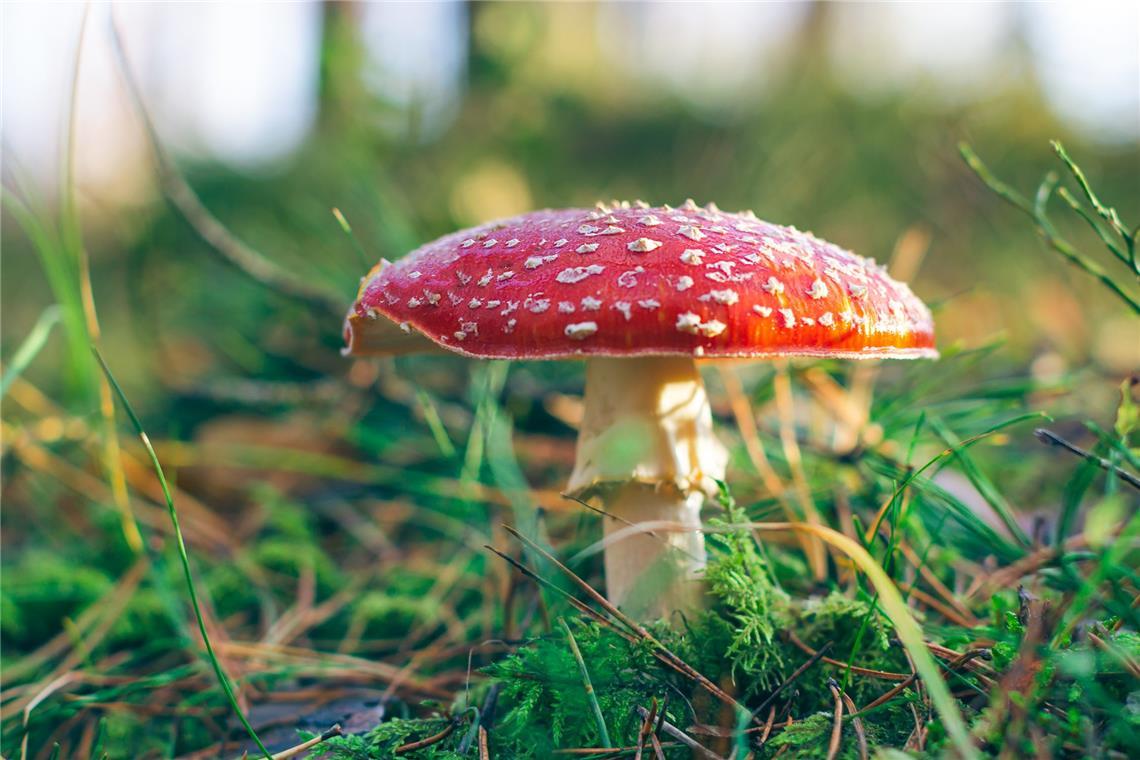 Muscimol ist eine psychoaktive Substanz, die in einigen Pilzarten, insbesondere im Fliegenpilz (Amanita muscaria). . .