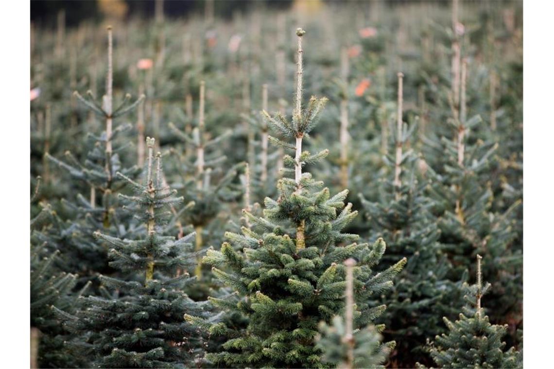 Nach Angaben des NRW-Landesverbandes Gartenbau stammt jeder dritte Weihnachtsbaum in Deutschland aus dem Sauerland. Foto: picture alliance / dpa