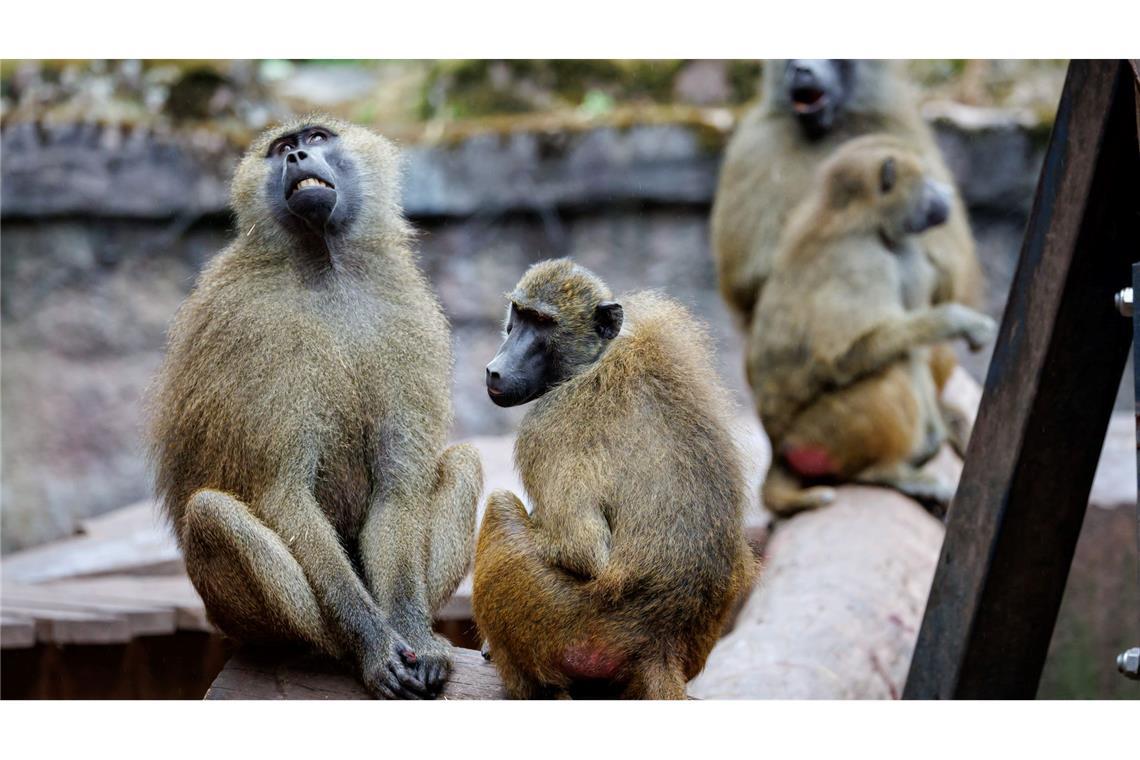 Nach Angaben des Tiergartens kommt es in der Pavian-Gruppe verstärkt zu Konflikten, bei denen sich die Tiere verletzen.