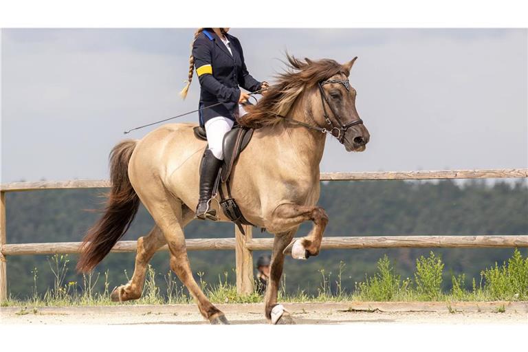 Nach dem Abbruch eines Reitturniers in München sind Details bekanntgeworden, die deutlich auf Tierquälerei hinweisen (Symbolfoto).