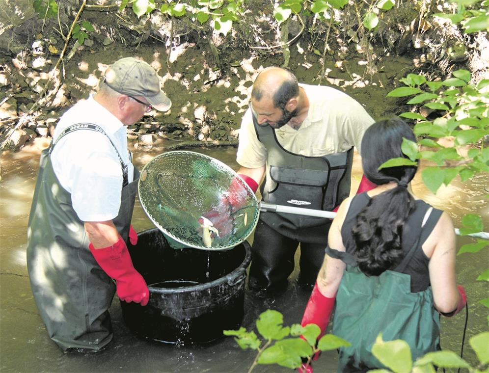 12000 Kleinfische im Kanal gefangen