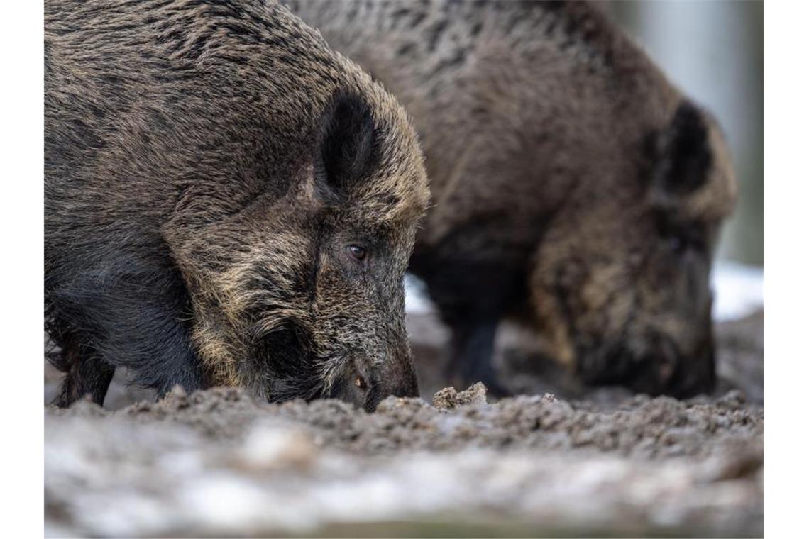 Schweinepest: Bauern bangen um Exportgeschäft mit China