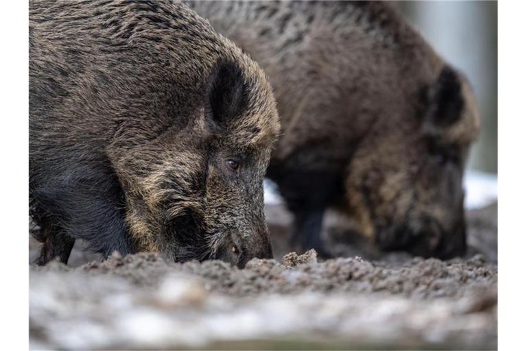 Nach dem Fund eines an der Afrikanischen Schweinepest verendeten Wildschweins in Brandenburg gehen die Experten des Versicherers Münchener und Magdeburger Agrar von weiteren infizierten Tieren aus. Foto: Lino Mirgeler/dpa
