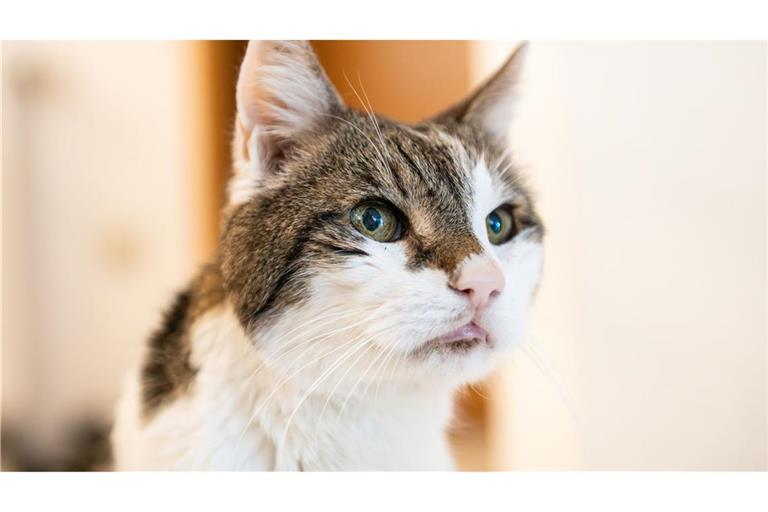 Nach dem qualvollen Tod des Katers Emil in einem Fangeisen haben Ermittler einen überraschenden neuen Verdacht (Symbolfoto).