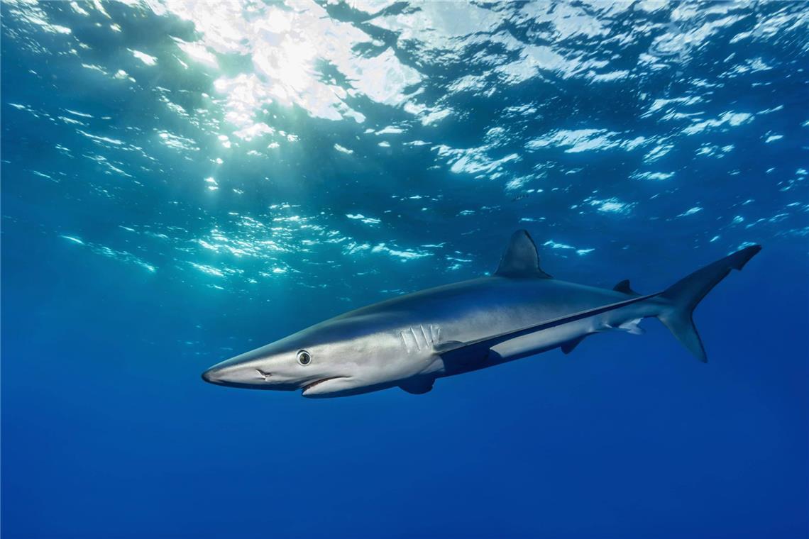 Was steckt hinter dem Badeverbot am Ballermann? Nach dem Vorfall auf Mallorca war von einem möglichen Angriff eines Blauhais die Rede. Einer auch im Mittelmeer vorkommenden Haiart, die jedoch in der Regel auf hoher See lebt und selten in Strandnähe gesichtet wird.