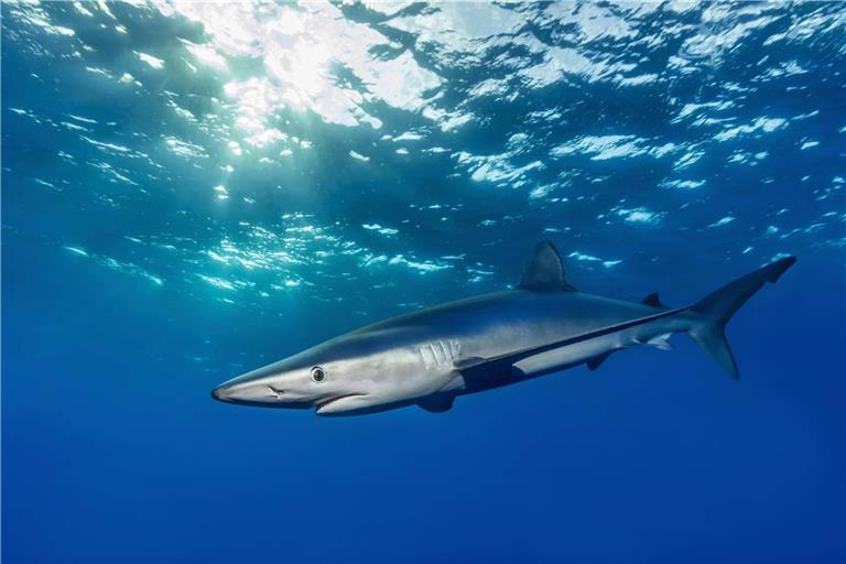 Nach dem Vorfall auf Mallorca war von einem möglichen Angriff eines Blauhais die Rede. Einer auch im Mittelmeer vorkommenden Haiart, die jedoch in der Regel auf hoher See lebt und selten in Strandnähe gesichtet wird.