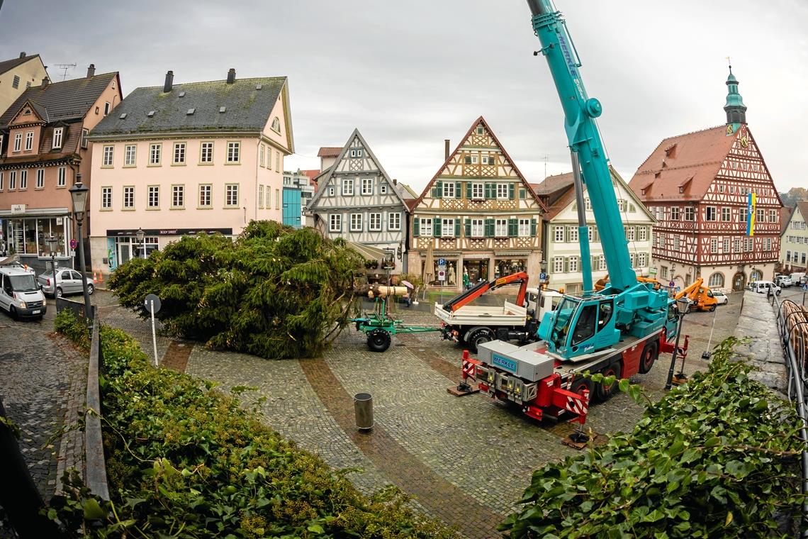Nach dem vorsichtigen Transport ist der Baum auf dem Marktplatz angekommen. Fotos: Alexander Becher