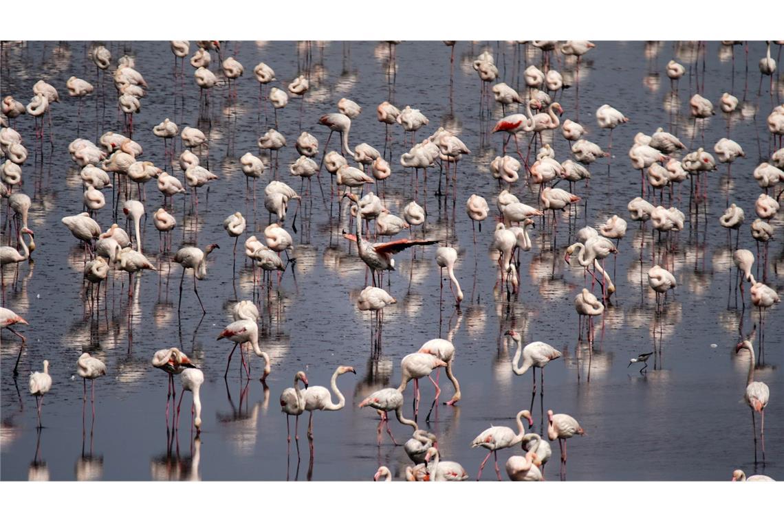Nach den ergiebigen Regenfällen der letzten Monate sind tausende Flamingos auf der Suche nach Feuchtgebieten in die Lagune Fuente de Piedra in der spanischen Provinz Málaga zurückgekehrt.
