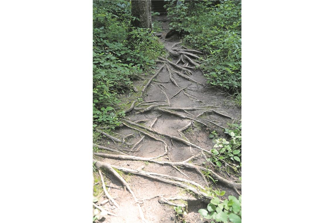 Nach den Treppen geht es zunächst über Wurzeln.