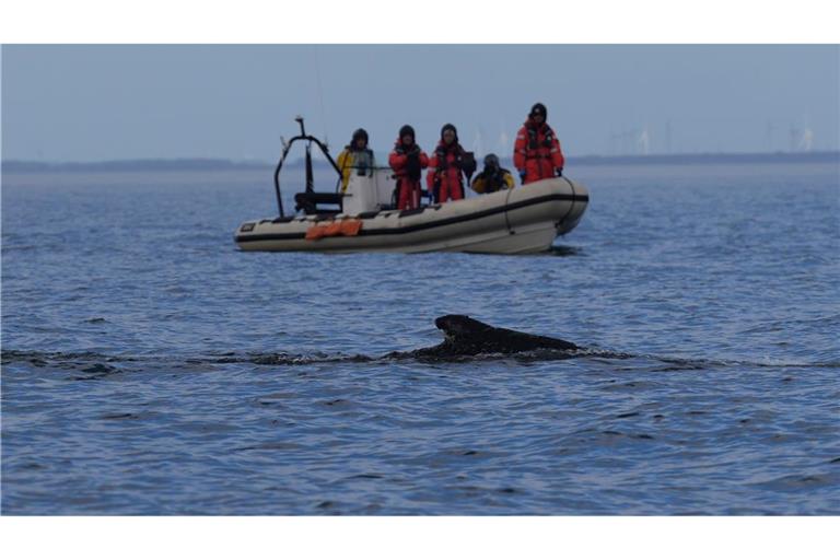 Nach der überraschenden Rettung des Wals vor Timmendorfer Strand begleiteten Mitglieder der Meeresschutzorganisation sowie von Greenpeace das Tier mit Schlauchbooten.