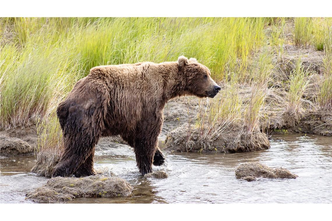 Massiger Sieger: Braunbär "Chunk" gewinnt "Fat Bear"-Wahl Nach der Winterruhe sind die Braunbären abgemagert. (Handout)