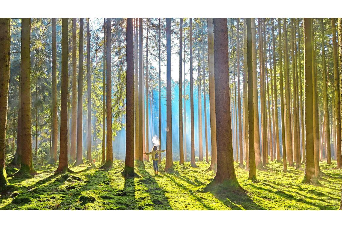 Nach Druck aus der Wirtschaft wurde das Gesetz zum Schutz des Waldes bereits 2023 um ein Jahr verschoben. (Symbolfoto)