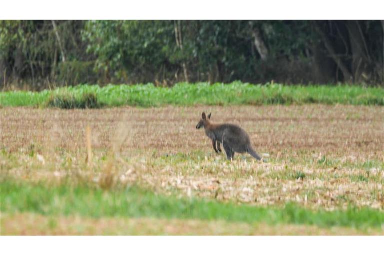 Nach einer elfstündigen Flucht durch Wälder ist das Bennett-Wallaby zurück im heimischen Gehege.