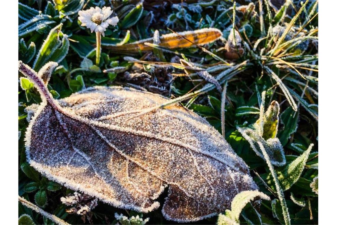 Nach einer frostigen Nacht wird ein Blatt auf einer Wiese von der Sonne angestrahlt. Foto: Christoph Schmidt/dpa