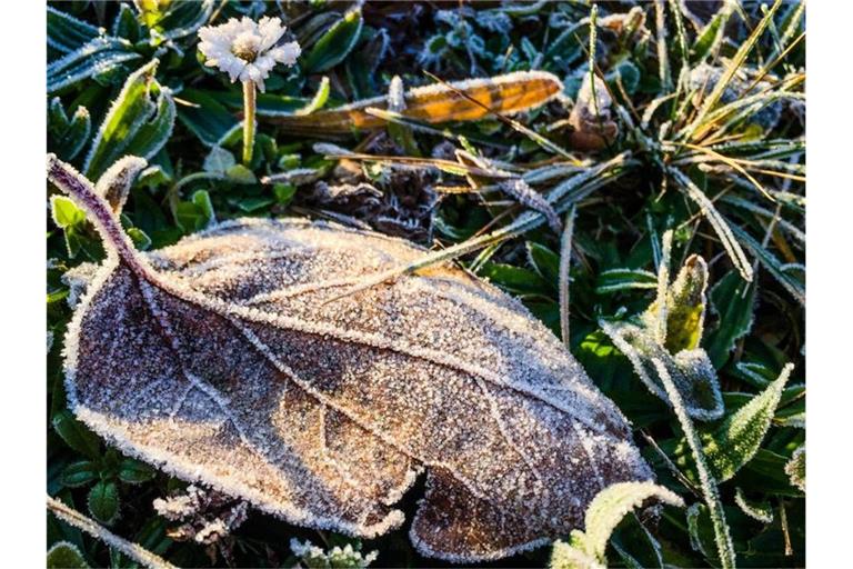 Nach einer frostigen Nacht wird ein Blatt auf einer Wiese von der Sonne angestrahlt. Foto: Christoph Schmidt/dpa