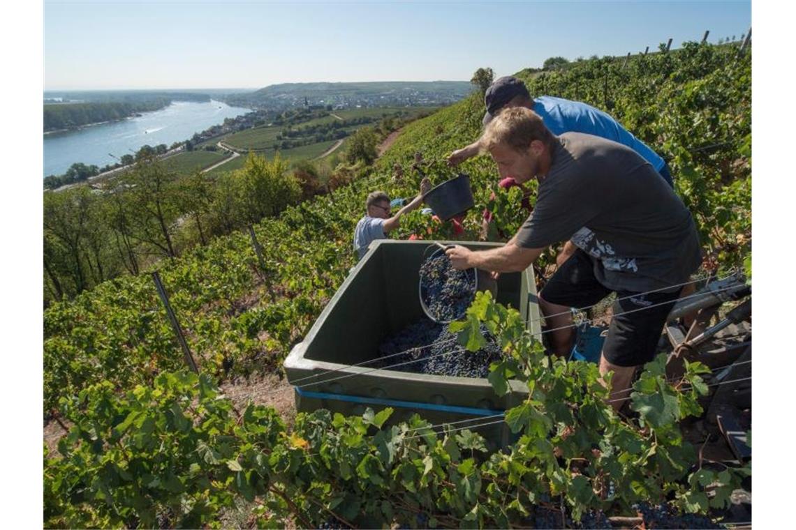 Winzer sehen neue Chancen beim Export deutscher Weine Nach einer überdurchschnittlich guten Ernte haben die Winzer in Deutschland im ersten Quartal mehr Wein exportiert. Foto: Boris Roessler