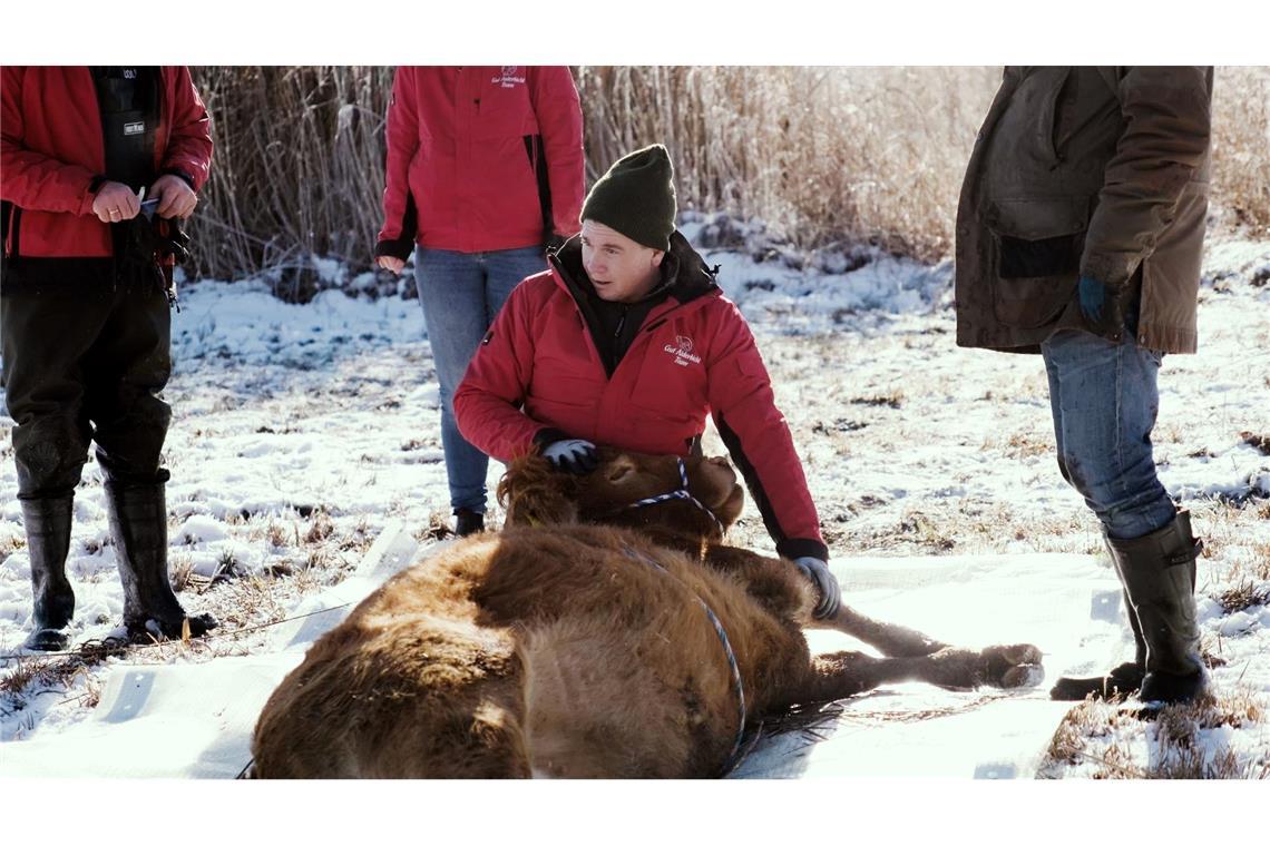Nach etwa einem halben Jahr ist die Kuh Arielle eingefangen worden. (Handout)