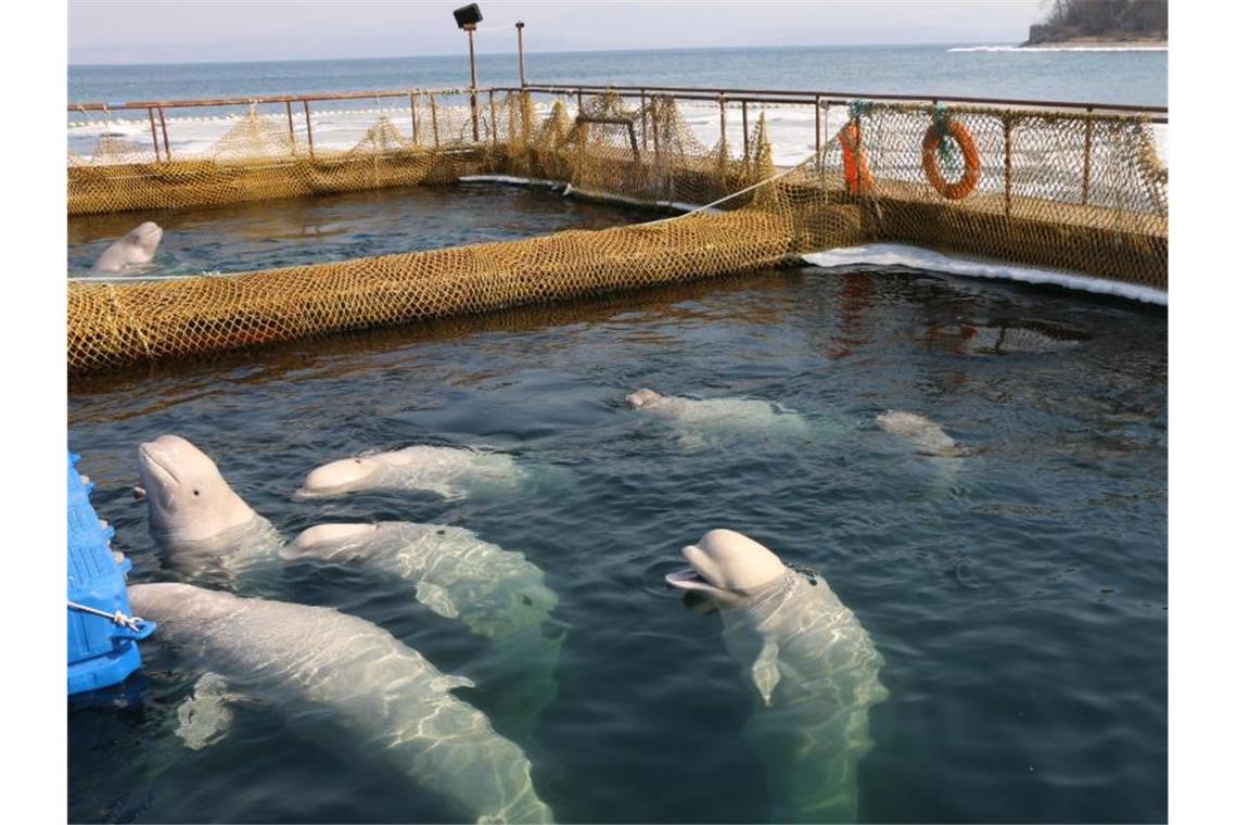 Letzte Tiere aus russischem „Wal-Gefängnis“ wieder frei Nach mehr als einem Jahr in Gefangenschaft sind die letzten der knapp 100 Wale im Osten Russlands wieder frei. Foto: Vyacheslav Kozlov/Greenpeace/dpa