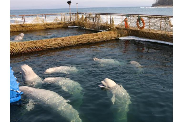 Nach mehr als einem Jahr in Gefangenschaft sind die letzten der knapp 100 Wale im Osten Russlands wieder frei. Foto: Vyacheslav Kozlov/Greenpeace/dpa