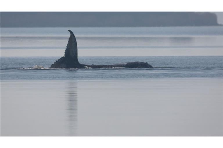 Nach Worten von Walter Gunz, der den Rettungsversuch für den Buckelwal mitfinanziert, liegt die Aktion aktuell einen Tag hinter dem anfänglichen Plan.