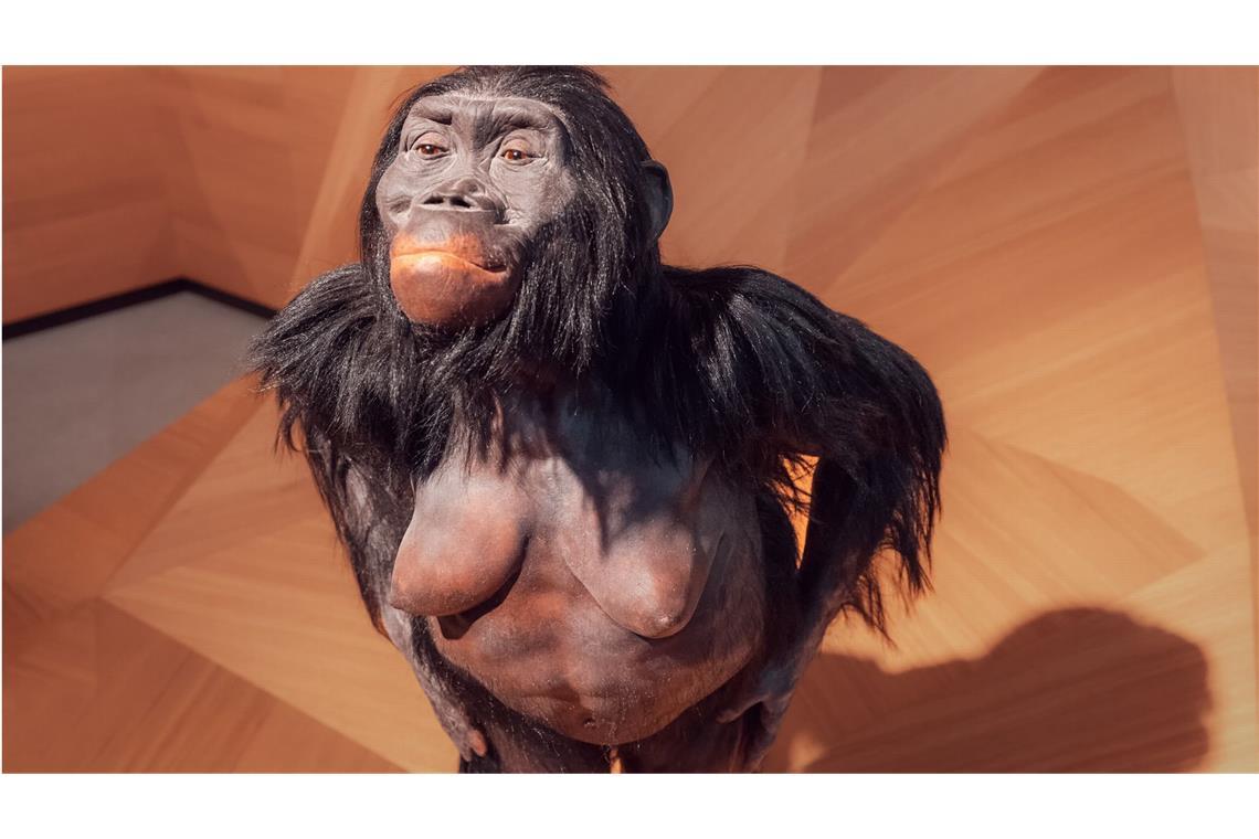 Lucy - die Urmutter aller Menschen Nachbildung des Australopithecus-afarensis-Weibchens Lucy im Neanderthal-Museum im nordrhein-westfälischen Mettmann.