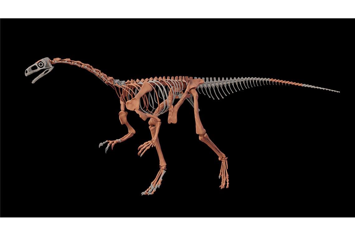 Fossilienfund in Argentinien: Einer der ältesten Dinosaurier Nachbildung des Dinosauriers Huayracursor jaguensis