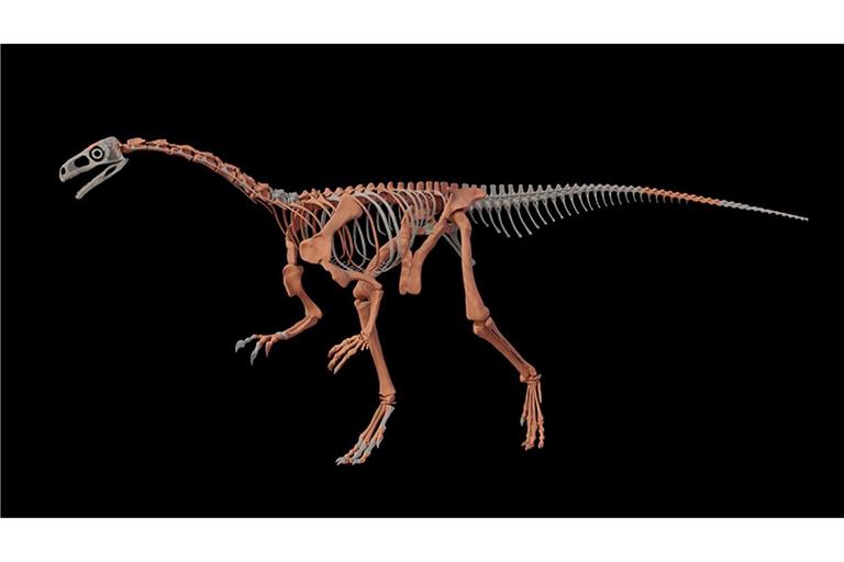 Nachbildung des Dinosauriers Huayracursor jaguensis