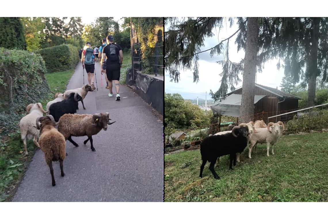 Nachdem die Schafe ausgebüxt waren, gerieten sie am Samstag in eine Wandergruppe&nbsp;– und landeten schließlich auf einem Gartengrundstück im Stuttgarter-Osten.