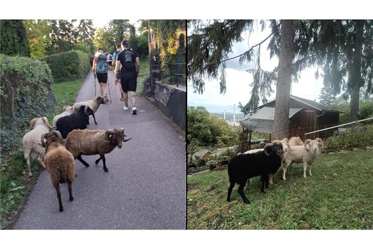 Nachdem die Schafe ausgebüxt waren, gerieten sie am Samstag in eine Wandergruppe&nbsp;– und landeten schließlich auf einem Gartengrundstück im Stuttgarter-Osten.