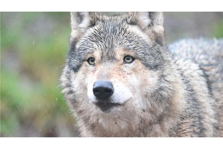 Nachdem ein Wolf eine Frau in Hamburg verletzt hat, ist noch unklar, was mit dem Tier passieren wird. (Symbolbild)