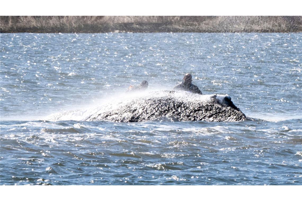 Nachdem Helfer am Dienstag damit beschäftigt waren, Schlick unter dem rund zwölf Tonnen schweren Tier wegzusaugen, lag es am Abend tiefer im Wasser (Archivbild).
