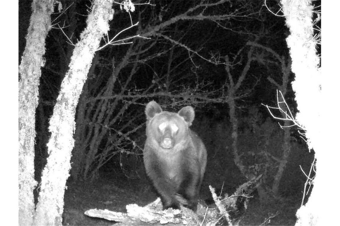 Nachtaufnahme des Braunbären in dem nordspanischen Naturpark. Foto: Zeitun Films/dpa