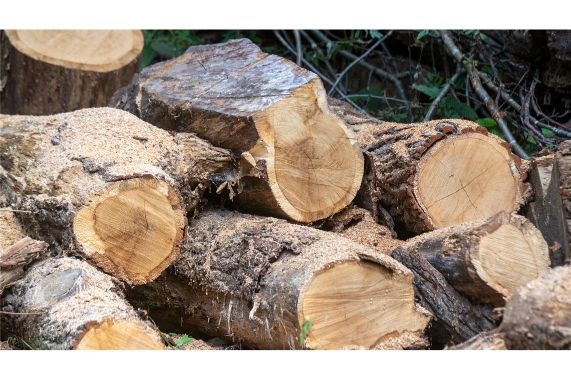 Nachwachsender Rohstoff Holz ist weiter gefragt.