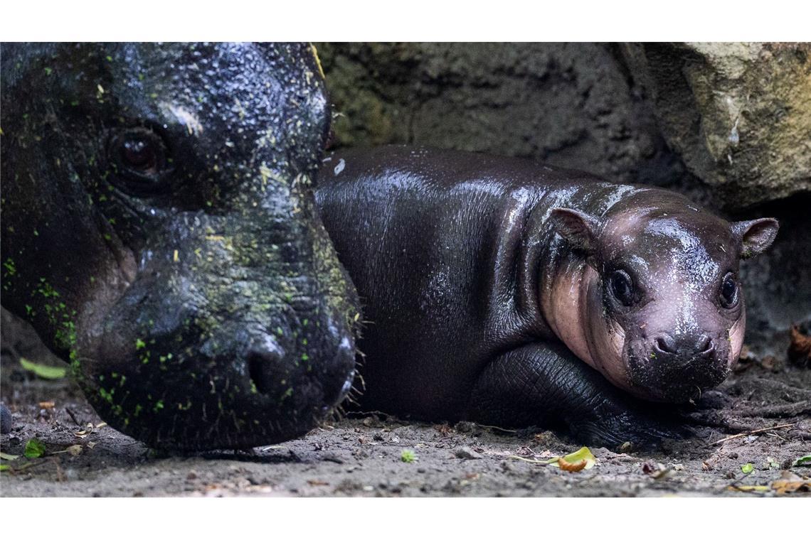 Nachwuchs bei den Zwergflusspferden: Das Neugeborene namens Brötchen geht neben der Mutter Debbi bei einem ersten Ausflug im Zoologischen Garten.