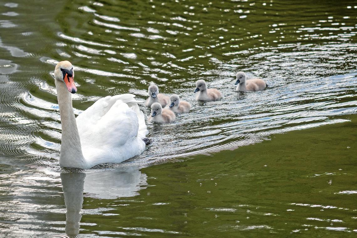 Nachwuchs des Schwanenpaars in Murrhardt. Foto: Stefan Bossow
