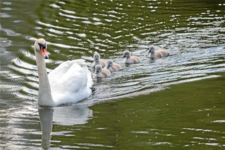 Nachwuchs des Schwanenpaars in Murrhardt. Foto: Stefan Bossow
