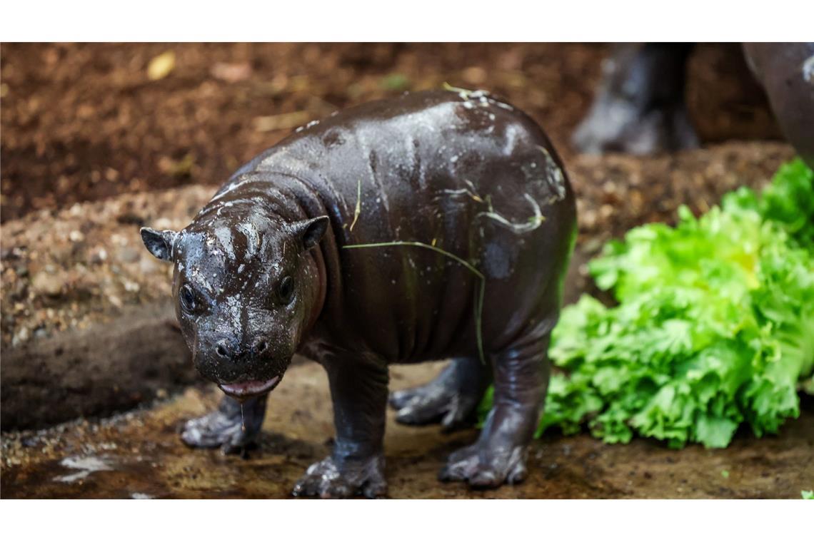 Nachwuchs im Duisburger Zoo: Zwergflusspferd Panya zeigt sich erstmals den Besuchern.