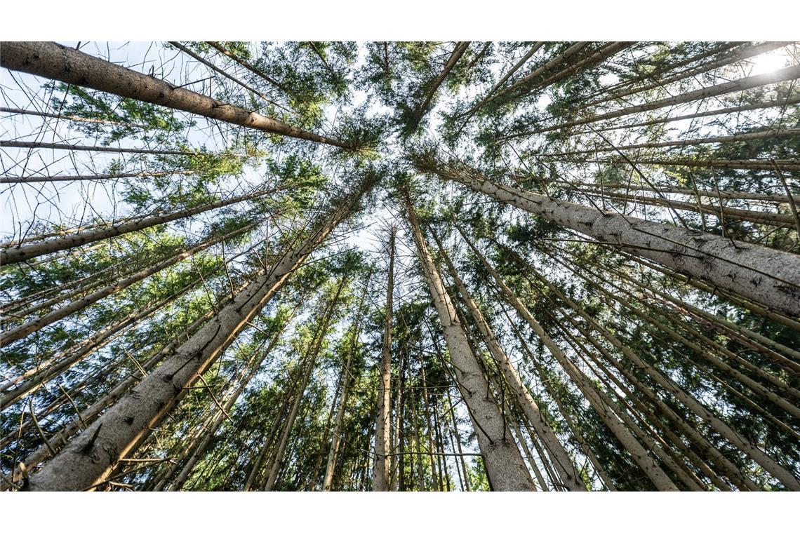 Bilder des Tages Nadelbäume stehen in einem Waldstück im Landkreis Rottweil. Die jährliche Waldzustandserhebung dokumentiert seit den 1980er-Jahren, wie sich der Wald verändert.