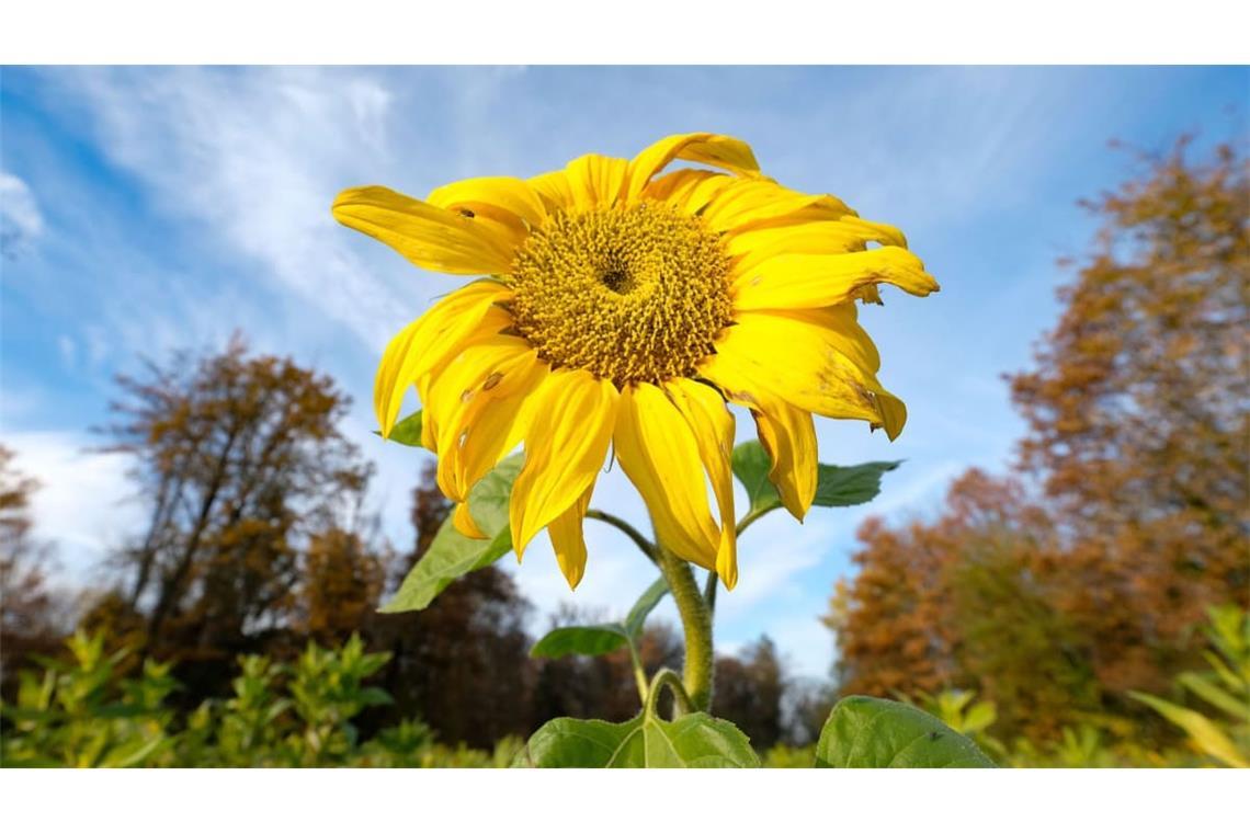Nächste Woche wird es herbstlicher.