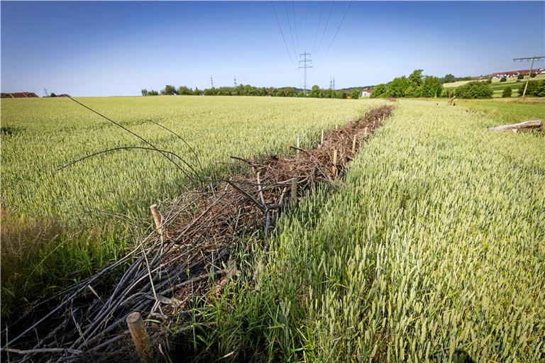 Nahe beim Erlenwäldchen sollen sich Goldammer und Klappergrasmücke wohlfühlen. Foto: Alexander Becher