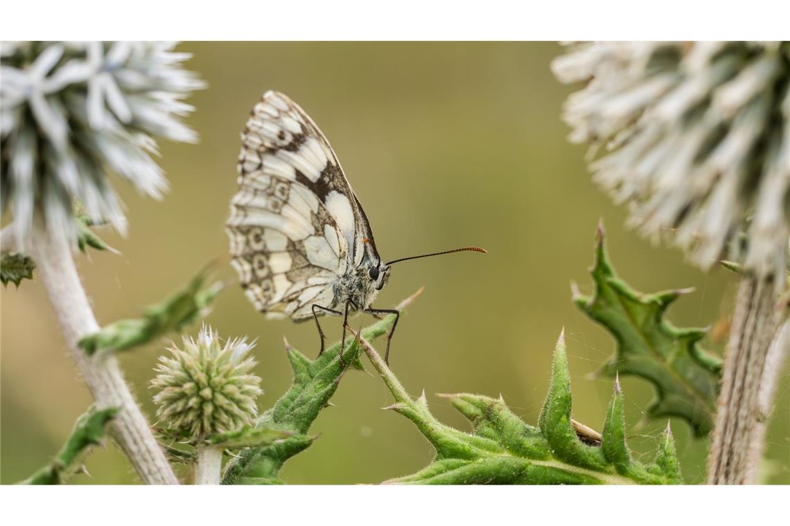 Bilder des Tages Nahe Rottweil hat sich ein Schachbrettfalter auf einer Distel niedergelassen.