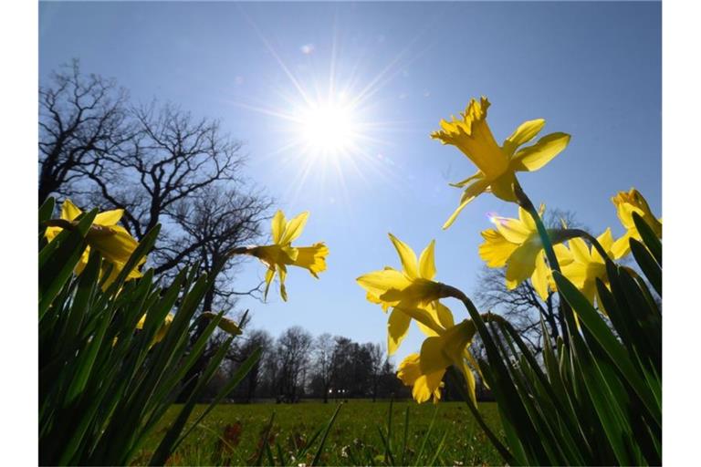 Narzissen blühen in der Sonne. Foto: Sebastian Kahnert/dpa-Zentralbild/dpa
