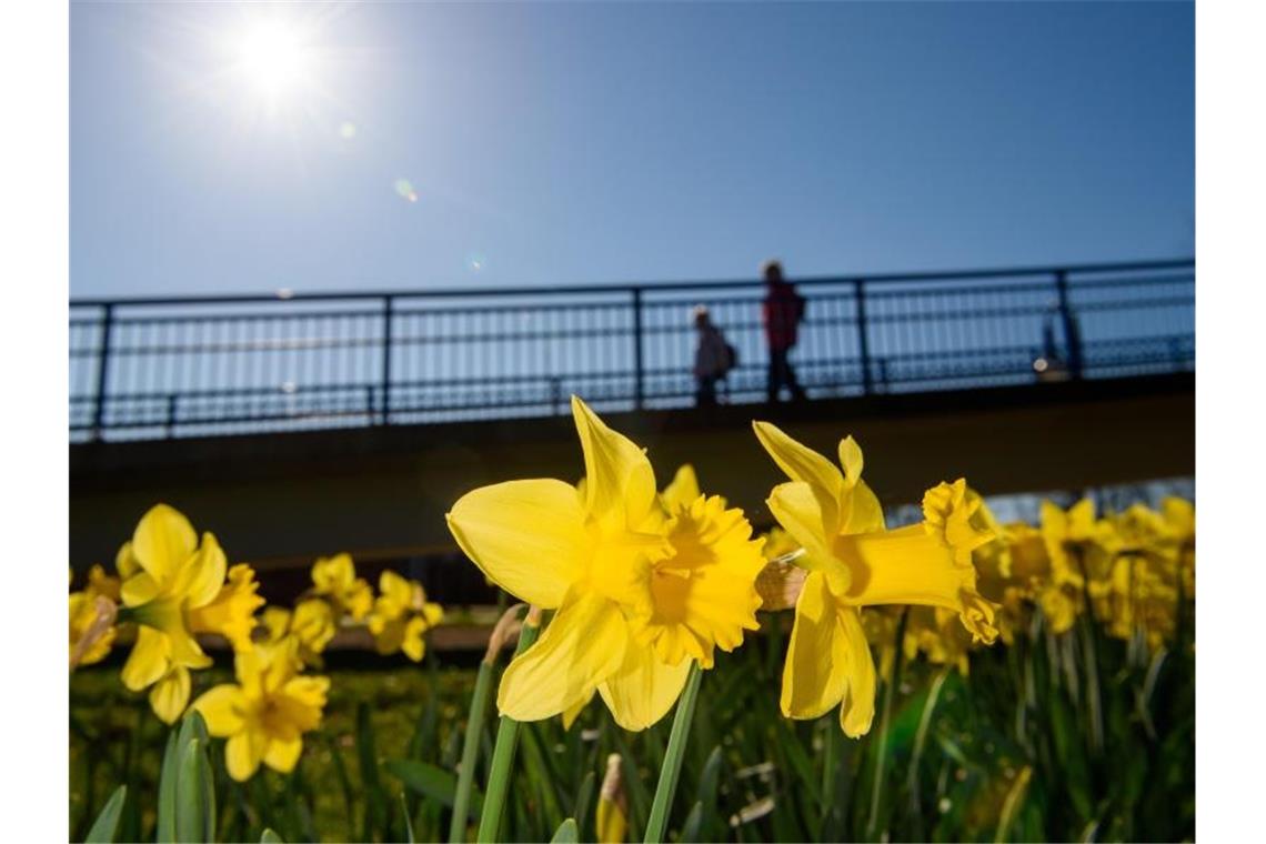 Hält der Frühsommer in Deutschland bis Ostern? Narzissen blühen in Magdeburg. Darüber scheint die Sonne von einem Wolkenlosen Himmel. Foto: Klaus-Dietmar Gabbert/dpa-Zentralbild/dpa