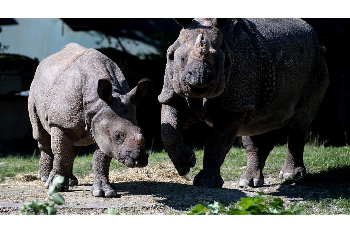 Tierpark Hellabrunn: Nashorn Rapti gestorben