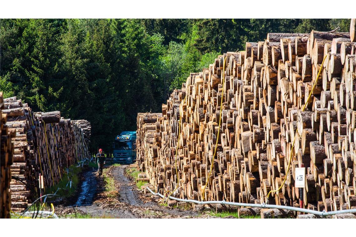 Warum 2024 weniger Holz geschlagen wurde Nassholzlager in Lenzkirch