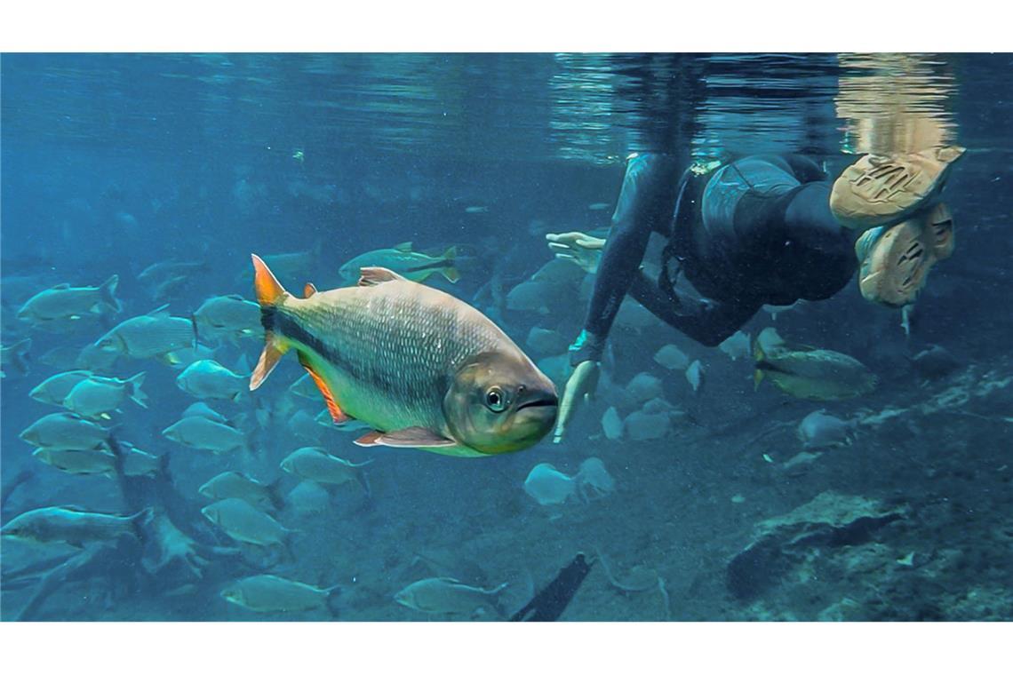 Naturparadies mit glasklarem Wasser: Fische schwimmen im "Rio da Prata Recanto Ecológica" in Brasilien neben einem Taucher.