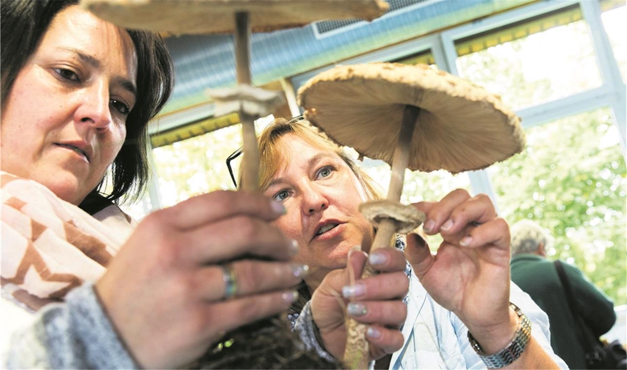 Naturparkführerin Beate Siegel (rechts) kennt sich mit Pilzen aus. Sie ist bei der Pilzausstellung normalerweise stets vor Ort, informiert die Besucher über die verschiedenen Arten und verschafft Einblick in die Welt der Pilze. Archivfotos: J. Fiedler