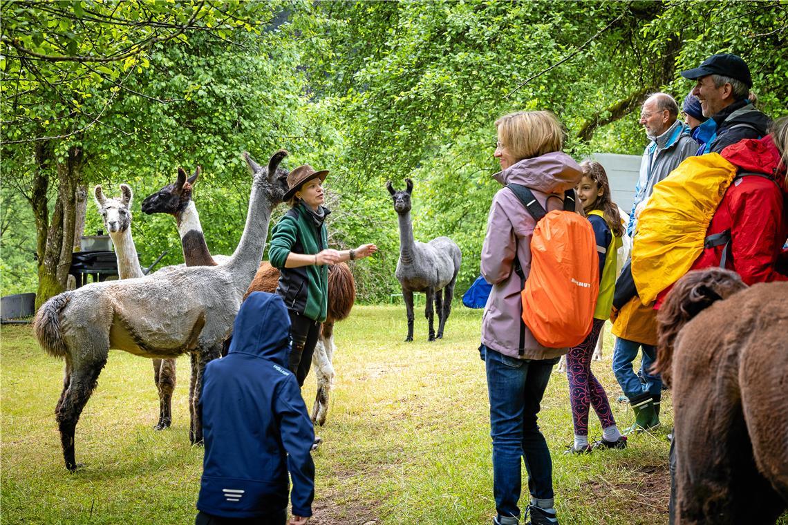 Naturparkführerin Janina Schrader bringt den Gästen das Naturell der Lamas näher. Unter anderem sollte man wissen, dass sie nicht gestreichelt werden wollen. Fotos: Alexander Becher