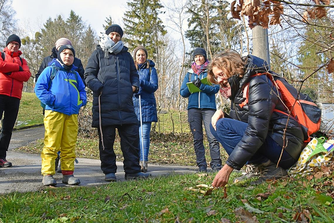 Wildkräuter wachsen auch im Winter